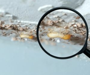 10 Essential Tips to Keep Your Home Pest-Free Year-Round